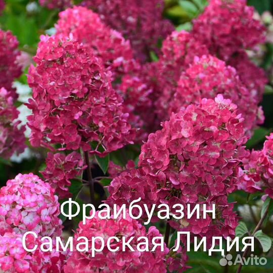 Саженцы Гортензий