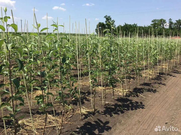 Саженцы плодовых деревьев