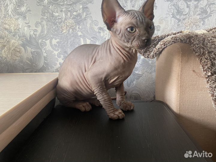 Канадский сфинкс