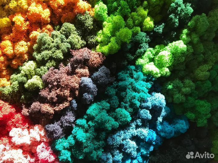 Стабилизированный мох интерьерный от производителя