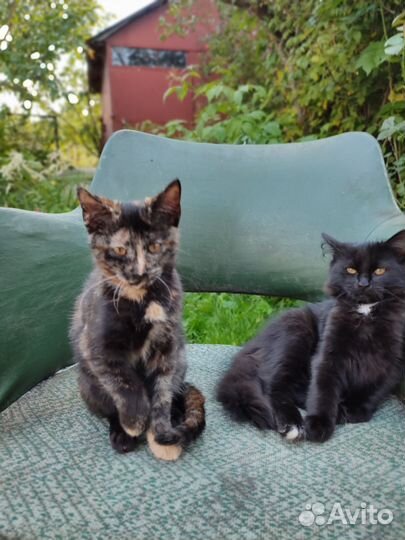 Отдаю даром котят