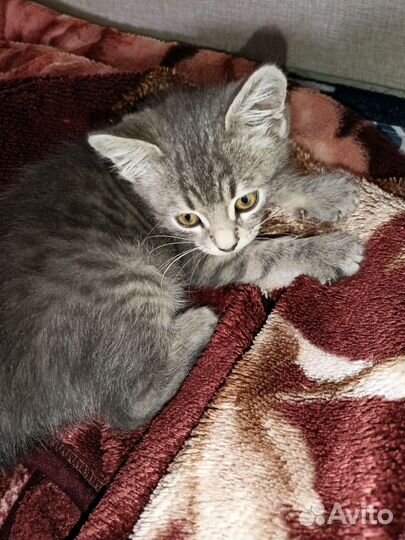 Котенок в дар бесплатно