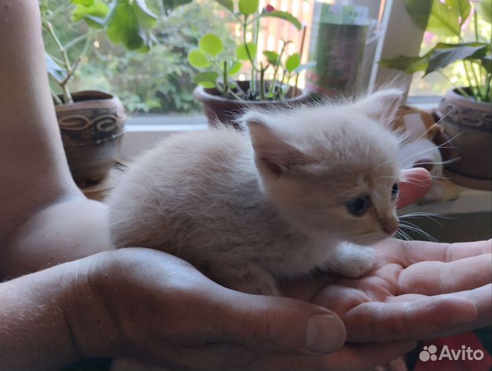 Котенок - найденыш