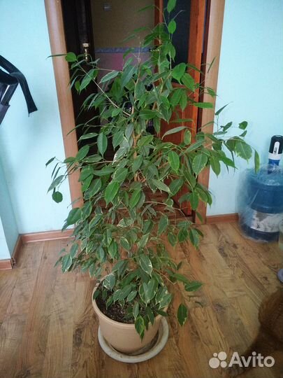 Фикус Бенджамина