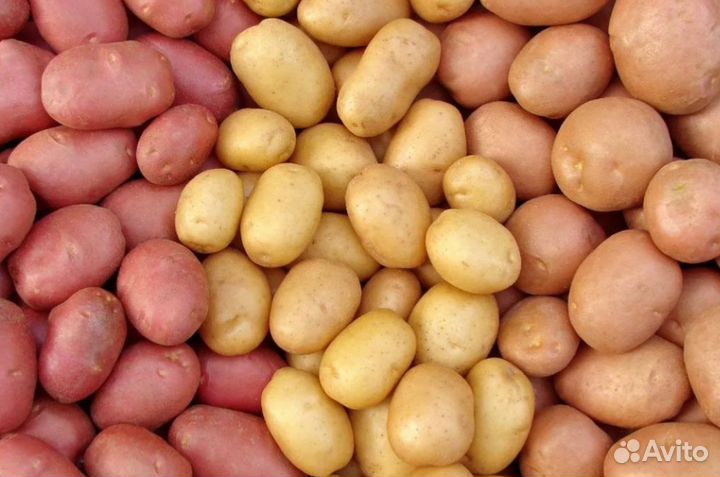 Картофель крупный