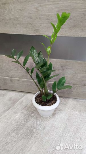 Замиокулькас