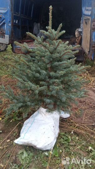 Ель голубая