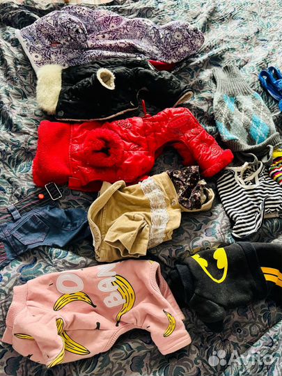 Одежла пакетом для маленьких собак