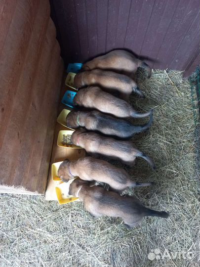 Щенки Бельгийской овчарки Малинуа