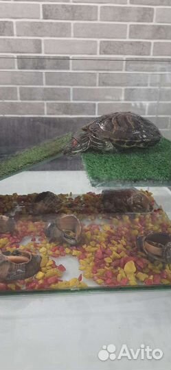 Черепаха с аквариумом