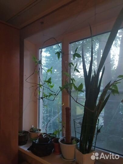 Виноград столовый, алоэ, щучий хвост, горшок 10 л