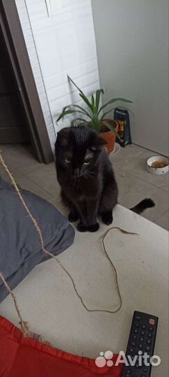 Русская голубая