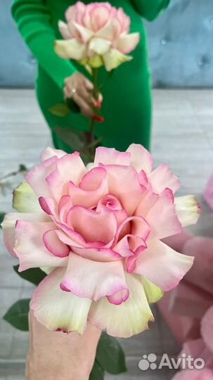 Роза эсперанса