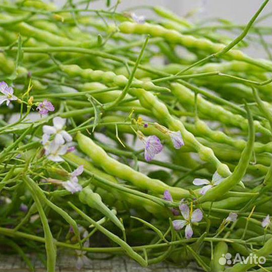 Семена яванский стручковый редис