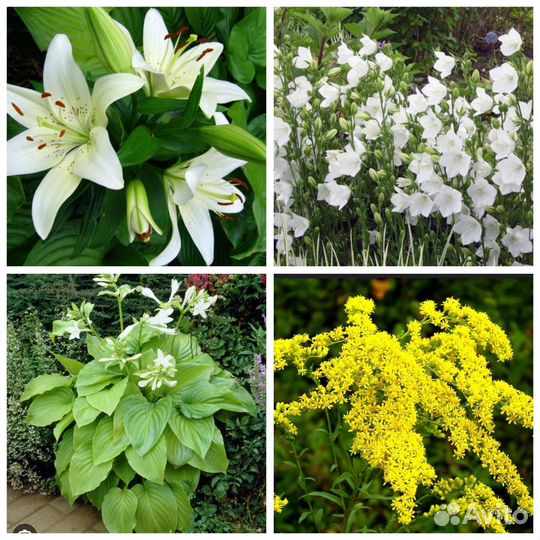 Садовые уличные растения очиток триколор вербейник