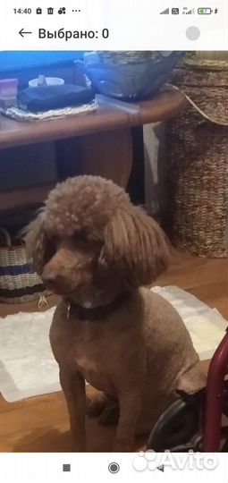 Выгул собак