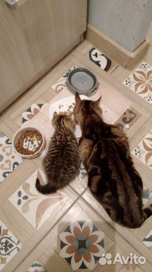 Отдам котенка в добрые руки