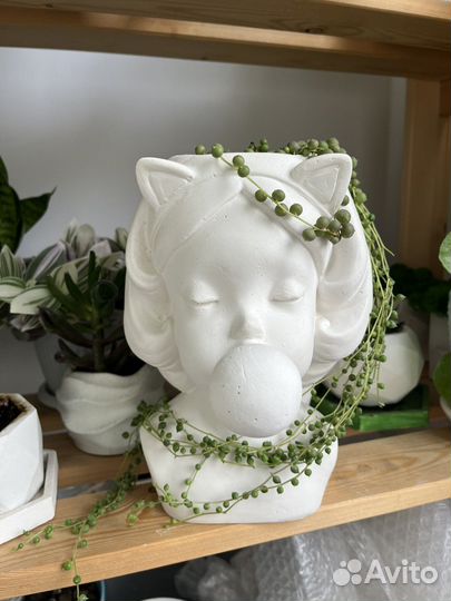 Крестовник в бетонном кашпо