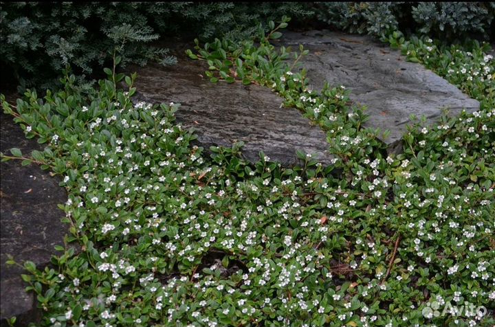 Декоративные кустарники и почвопокровники