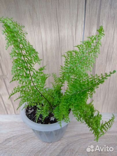 Разные цветы