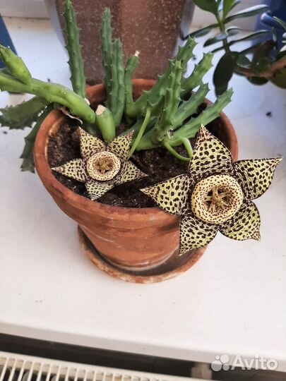 Комнатные растения