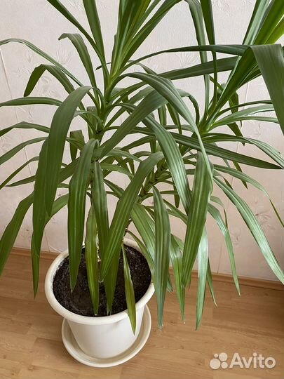 Пальма юкка