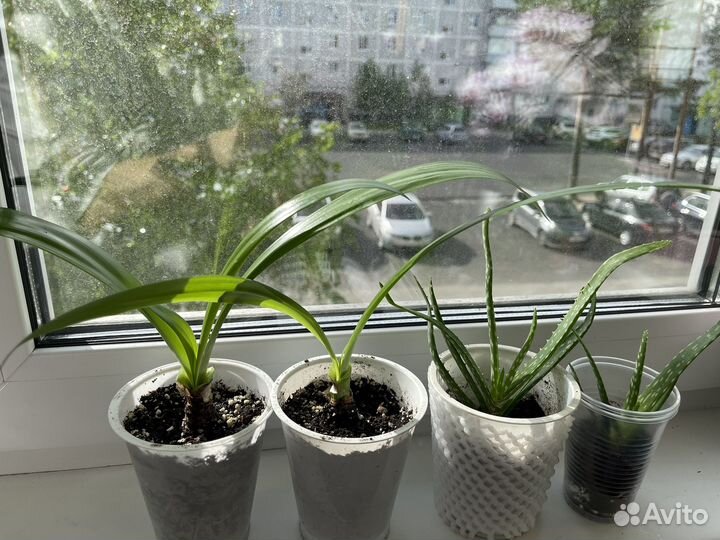 Комнатные цветы