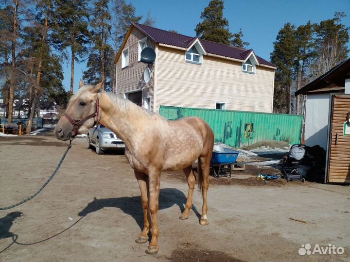 Донской жеребец