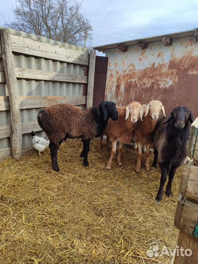 Гиссарские баранчики