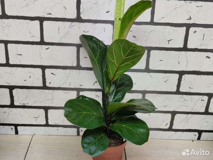 Фикус лирата