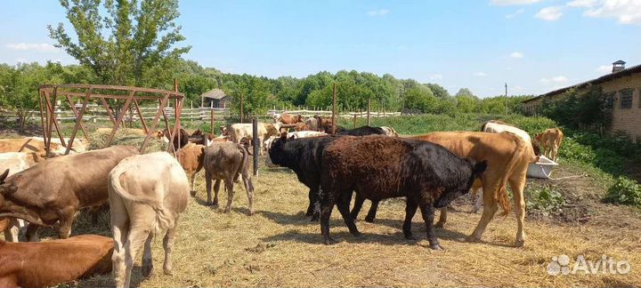 Б сименталы лимузины абердины холмогоры