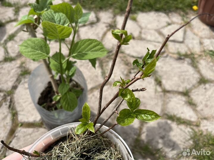 Лимонник, гортензия белая древовидная