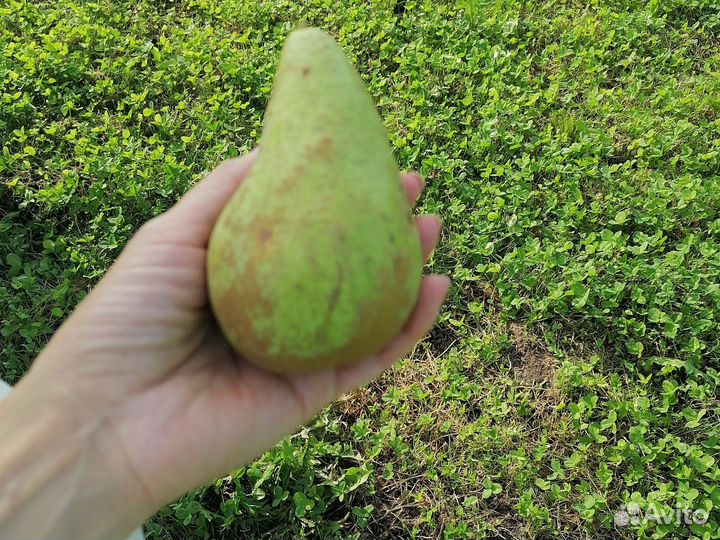 Груша Конференц