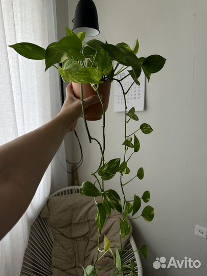 Домашнее растение сциндапсус