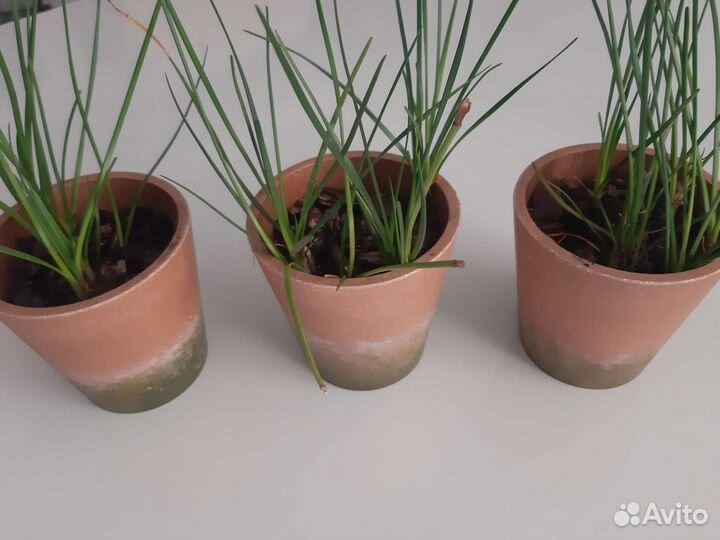 Зефирантес белый