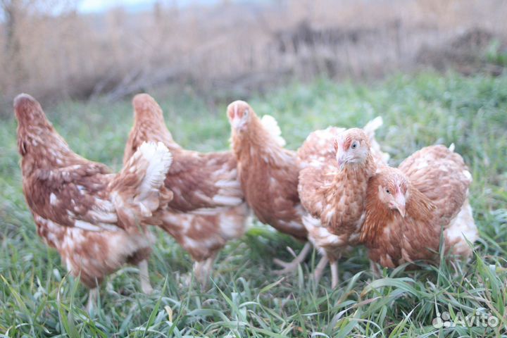 Курочки несушки