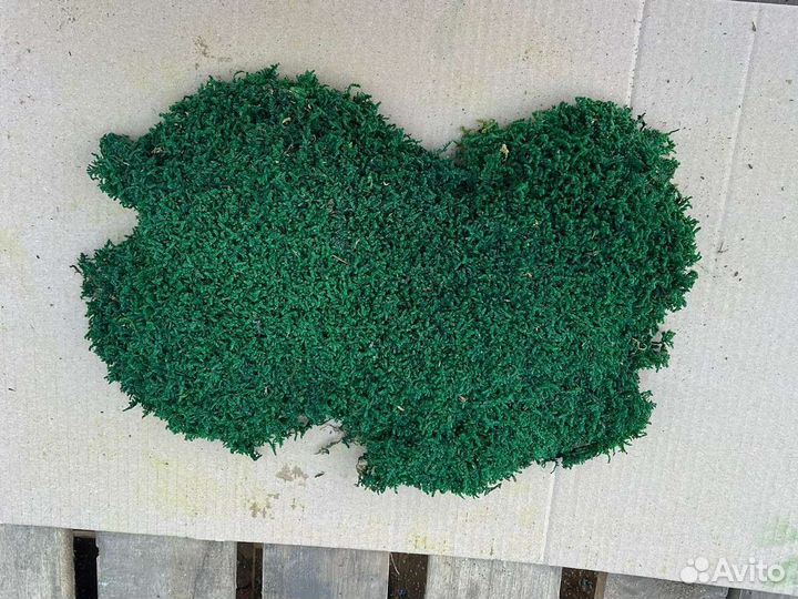 Стабилизированный мох пластовой, пласт, пластами