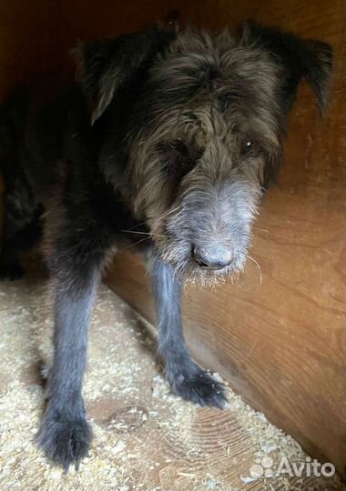 Собаки из приюта ждут прогулок