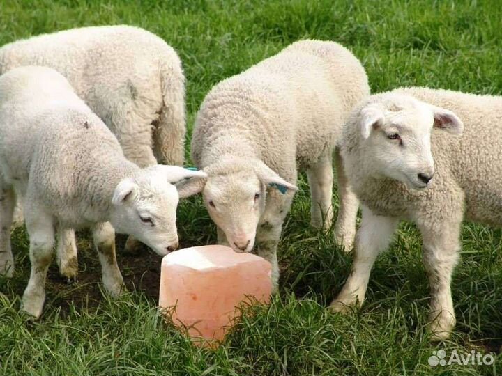 Соль камень