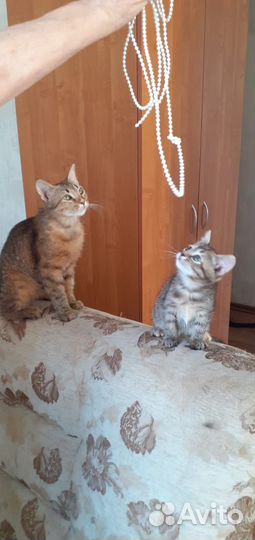 Отдаем в добрые руки