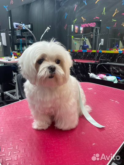 Требуются модели на грумминг для обучения