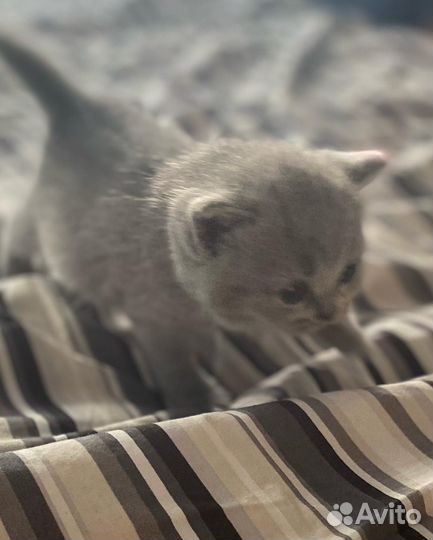 Британские котята