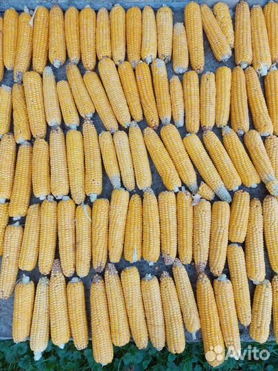 Кукуруза в початках