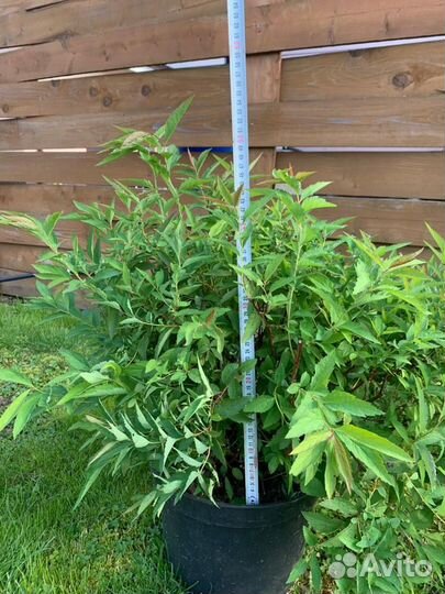 Спирея большая широбана