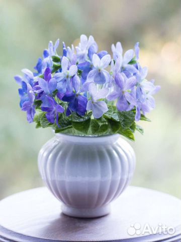 Фиалка лесная