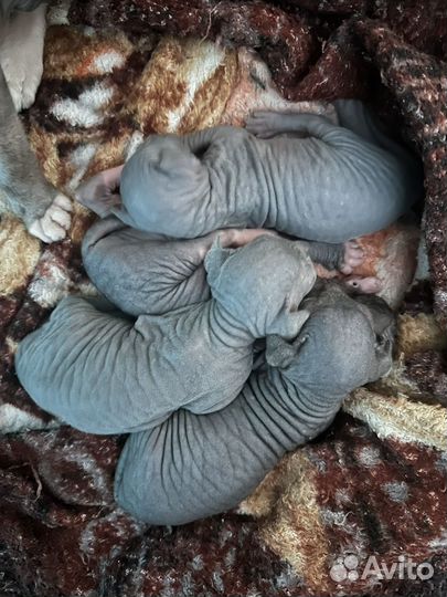 Котята Сфинкс