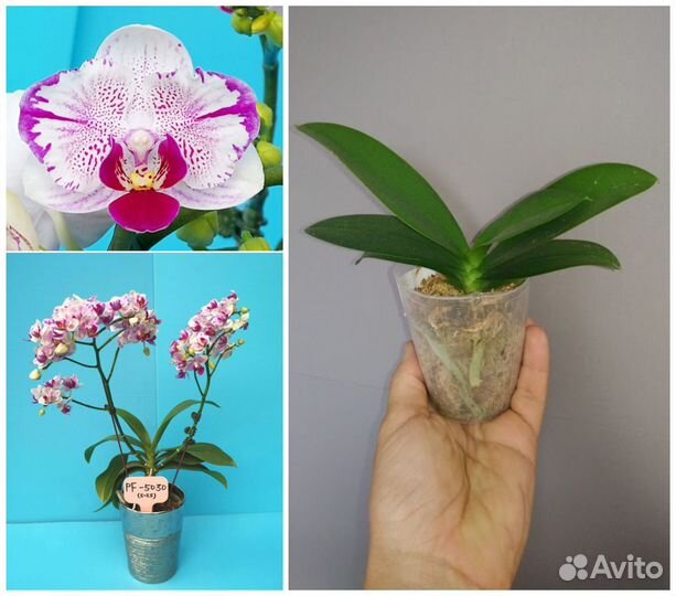 Фаленопсис бабочка подростки нецветущие и цветущие