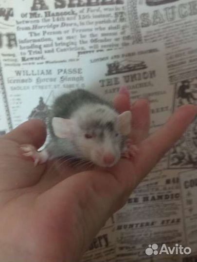 Крысята марбл/лонг/девил