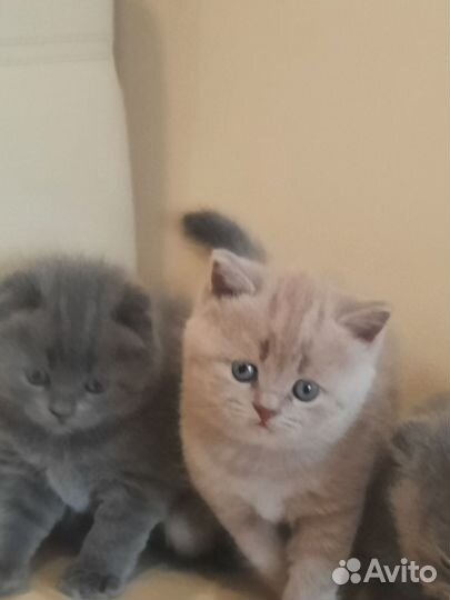Шотландские котята