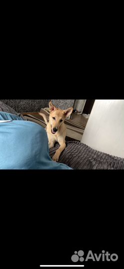 Отдам собаку в добрые руки